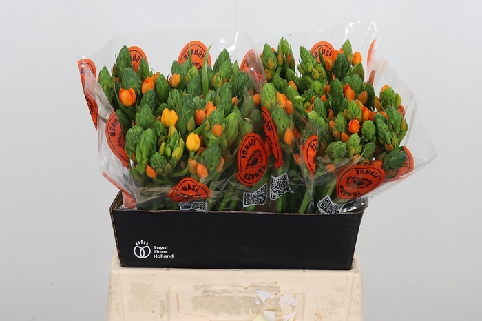 <h4>Ornit Du Sunshine</h4>