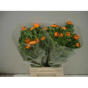 Calendula Green Spot Orange Verano
