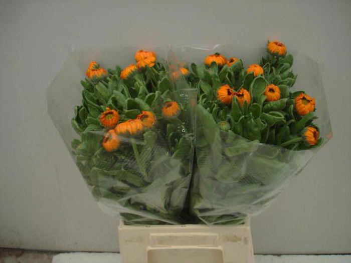 <h4>Calendula Green Spot Orange Verano</h4>