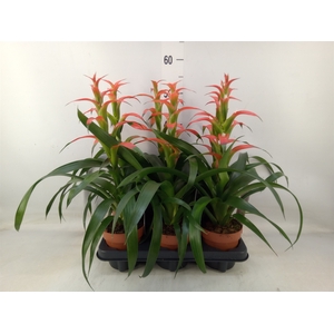 Guzmania wittmackii   ...red