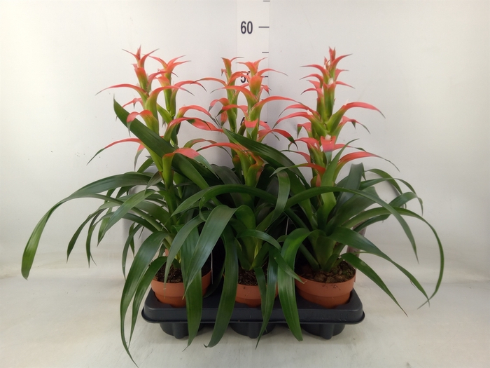 <h4>Guzmania wittmackii   ...red</h4>