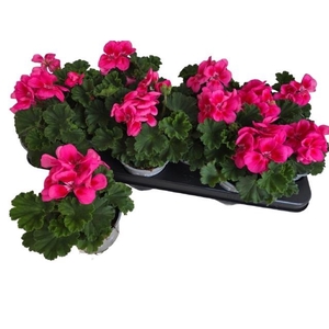 PEL  CAS CL R RE EYE