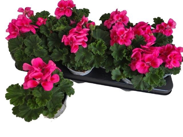 <h4>PEL  CAS CL R RE EYE</h4>