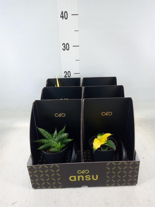 <h4>Sansevieria   ...</h4>