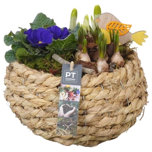 PTBM3117 Arrangementen Tuinplanten