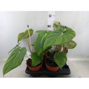 Philodendron   ...
