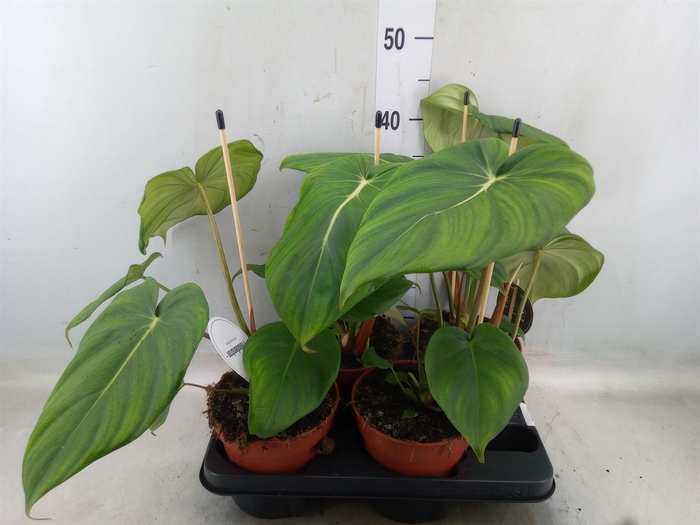 <h4>Philodendron   ...</h4>