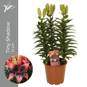 Lilium Tiny Shadow 13 cm (az. lelie)