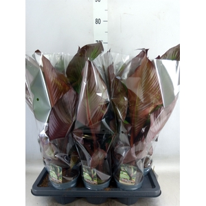 Ensete ventricosum 'Maurelii'