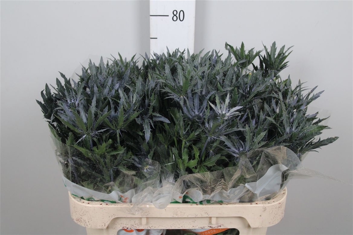 <h4>Eryn A Blue Star</h4>