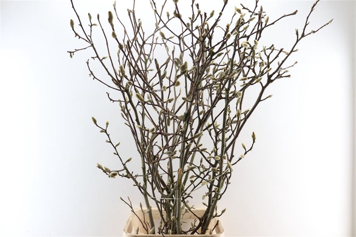 <h4>Magnolia Extra P Stem 120cm</h4>