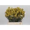 Anigozanthos Cape Aurora