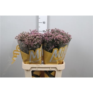 Lim Sin Anouchka Diamond