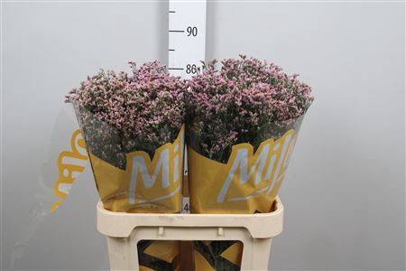 Lim Sin Anouchka Diamond