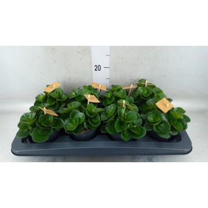 Peperomia obt. 'Obtipan'