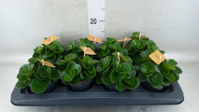 <h4>Peperomia obt. 'Obtipan'</h4>