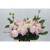 Dahlia Pink Delight