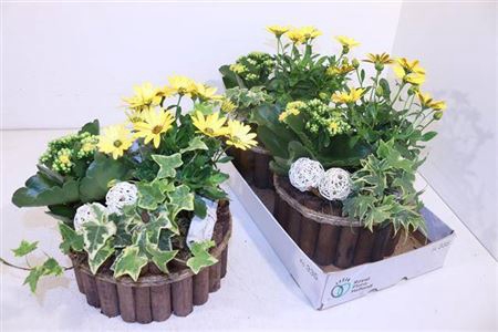 <h4>Arr Tuinplanten Hout</h4>