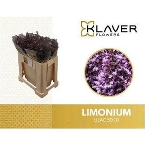 Lim Saf Lilac