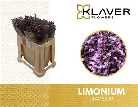 <h4>Lim Saf Lilac</h4>