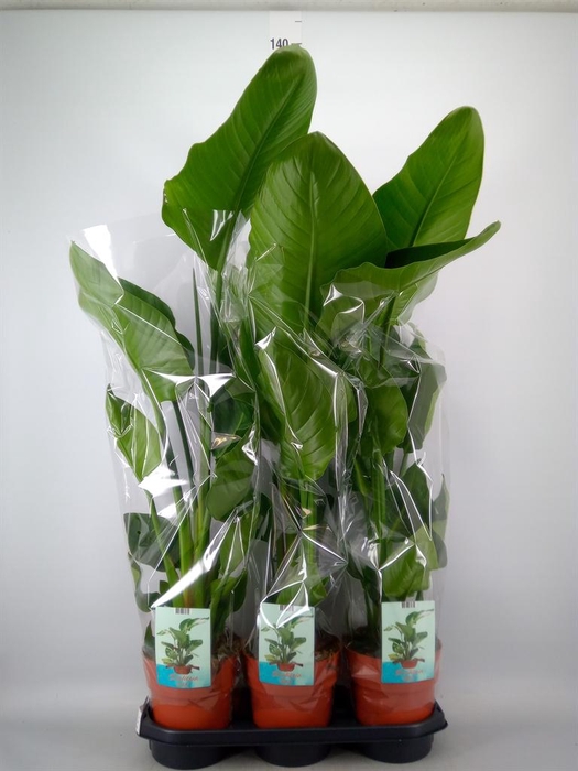 <h4>Strelitzia nicolai</h4>