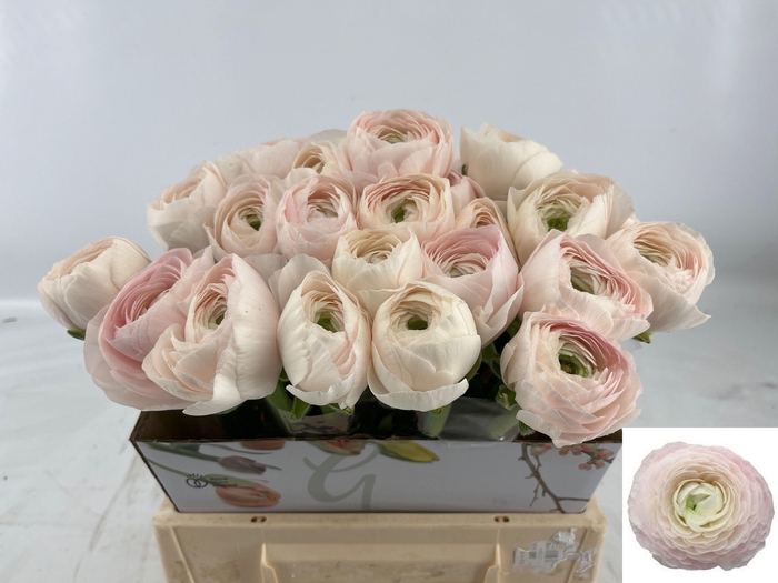 <h4>RAN SU HANOI</h4>