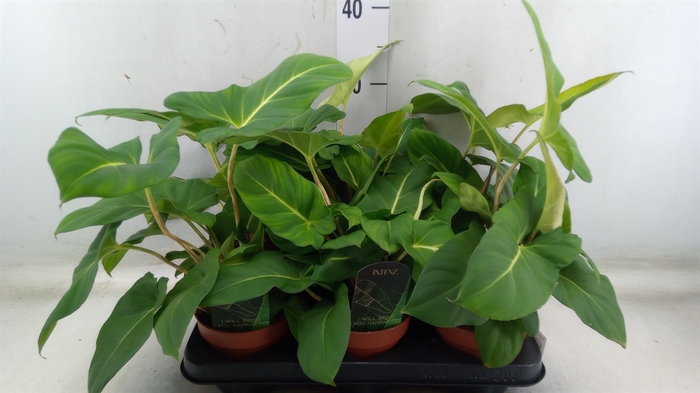 <h4>Planten Groen   ...L%</h4>