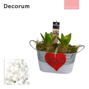 Hyacint Duo Zink HL11704WP [TENDER]