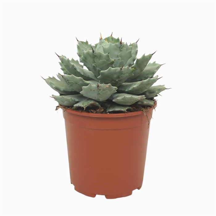 <h4>Agave potatorum</h4>