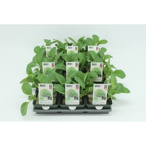 BKH groente 50110 bio Spitskool (set x9)