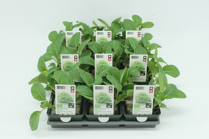<h4>BKH groente 50110 bio Spitskool (set x9)</h4>