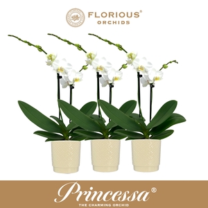No9 Phalanopsis 2 Tak Wit+Deco