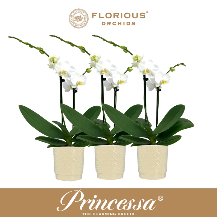 <h4>No9 Phalanopsis 2 Tak Wit+Deco</h4>