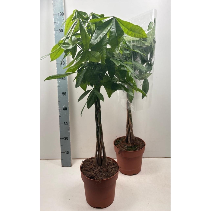 <h4>PACHIRA AQUATICA</h4>