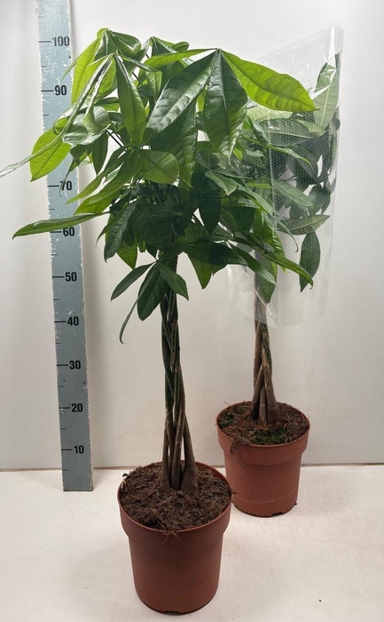 <h4>PACHIRA AQUATICA</h4>