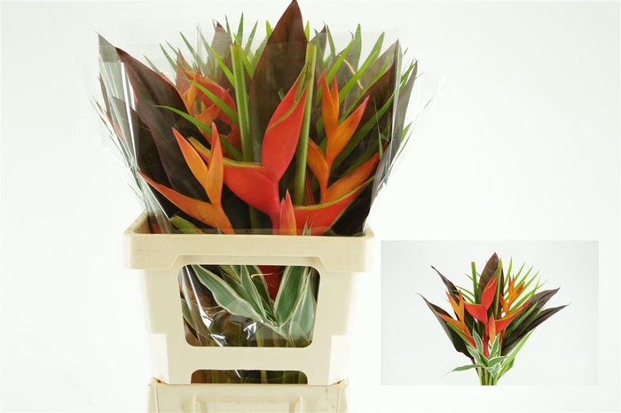 <h4>Bouquet Petit</h4>