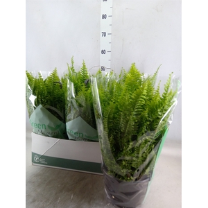 Nephrolepis exal. 'Green Moment'