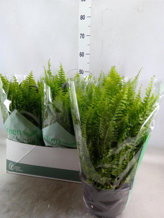 <h4>Nephrolepis exal. 'Green Moment'</h4>