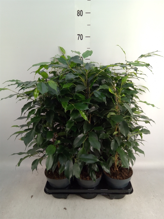 <h4>Ficus benja. 'Danielle'</h4>