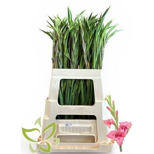 GLAD KL SUMMER LOVE GLAD NA SUMMER