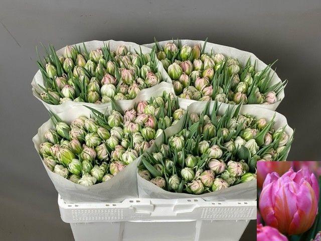 <h4>TU DU DOTCOM</h4>