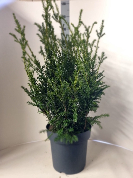 TAXUS M GROENLAND