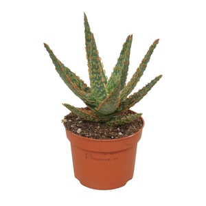 Aloe overig