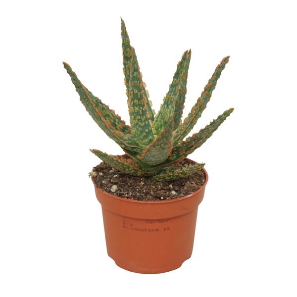 <h4>Aloe overig</h4>