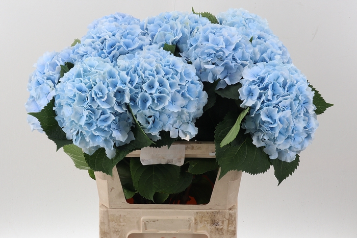 <h4>Hydr M Ch Verena Bl</h4>