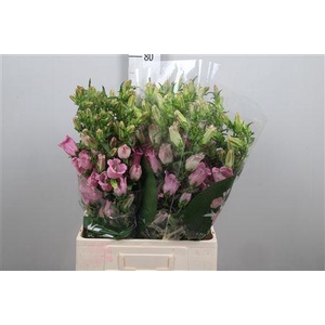 Camp M Champion Pink