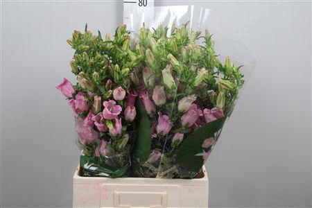 <h4>Camp M Champion Pink</h4>