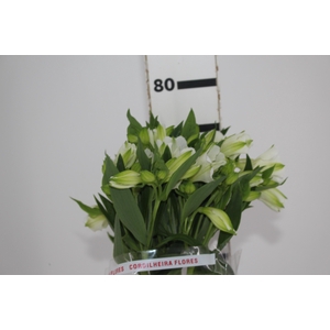 ALSTROEMERIA MISTRAL 080 CM