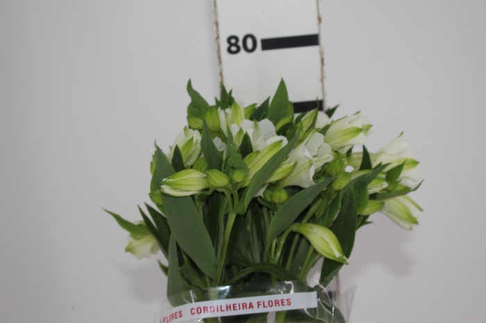 <h4>ALSTROEMERIA MISTRAL 080 CM</h4>
