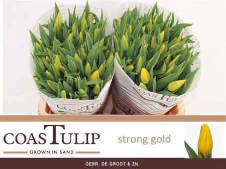 <h4>Tu En Strong Gold</h4>